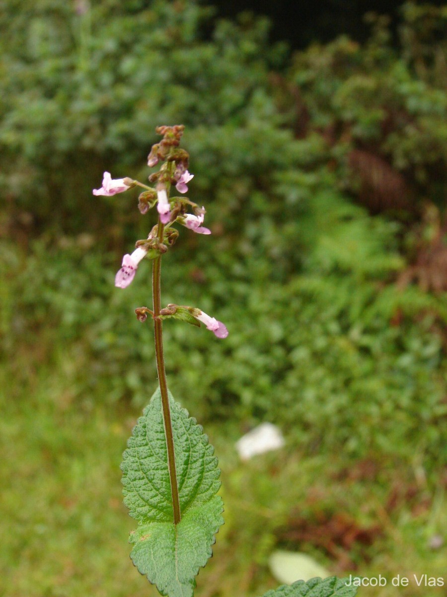 Isodon nigrescens (Benth.) H.Hara